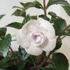 Double Picotee Rose
