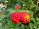 Lantana