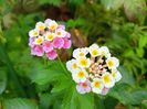 Lantana