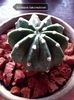 Echinopsis Subdenudatum