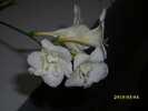 DSCI4676