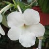 Jay Dee Large White