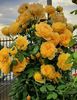 Golden Celebration (tufa) 60