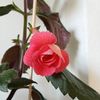 RFs Pink Swan