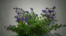 Duranta