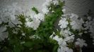 Plumbago zeylanica