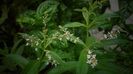 Verbina parfumata(aloysia citriodora)