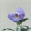 BriDs 102_2020