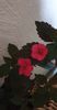 received_1905727063131997
