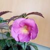 BriDs Iris