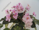 Saintpaulia Genetic Blush 12