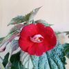 Red Diamond