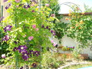 "Madame Isaac Pereire" U+Clematis "Warsawska Nike"