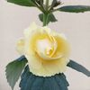 BriDs Limonella