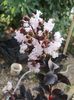 liliac indian Black Solitaire Blush