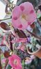 BriDs Jurina