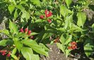 Weigela