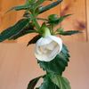 RFs Pina Colada