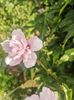 hibiscus carneus plena 50cm-15lei
