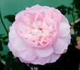 Gentle Hermione (tufa) 60