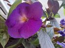 Achimenes