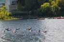 Peoples and ducks