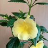 RFs Tweety