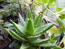 aloe broomii 15