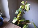 philodendron brazil 20