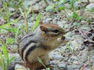 Petite ecureuil - Chipmunk -Veverita pitica