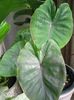 Colocasia Redemption