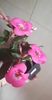 received_306753975377534