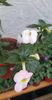 received_985870269378530