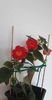 received_296704026395535