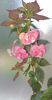 received_1322184412068946