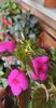 received_957114958690574