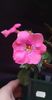 received_685936309665875