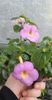 received_1368736650702021