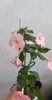 received_1049826126186308