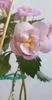 received_2242194559302237
