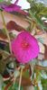 received_271985152362296