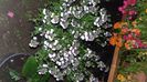 IMG-20230728-WA0089