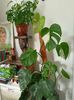 Monstera delicioasa Albo Variegata și Adansonii