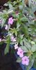 received_611936904431107
