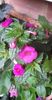 received_231387919550803