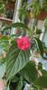 received_1508175163257117