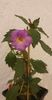 received_548503277417114