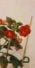 received_218736651187516