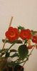 received_1083073362855583
