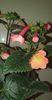 received_1075561693427859